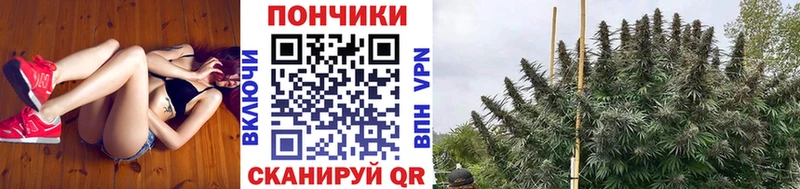 Каннабис сатива  Кимовск 
